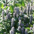 Agastache Rugosa AB