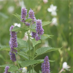 Agastache Rugosa AB