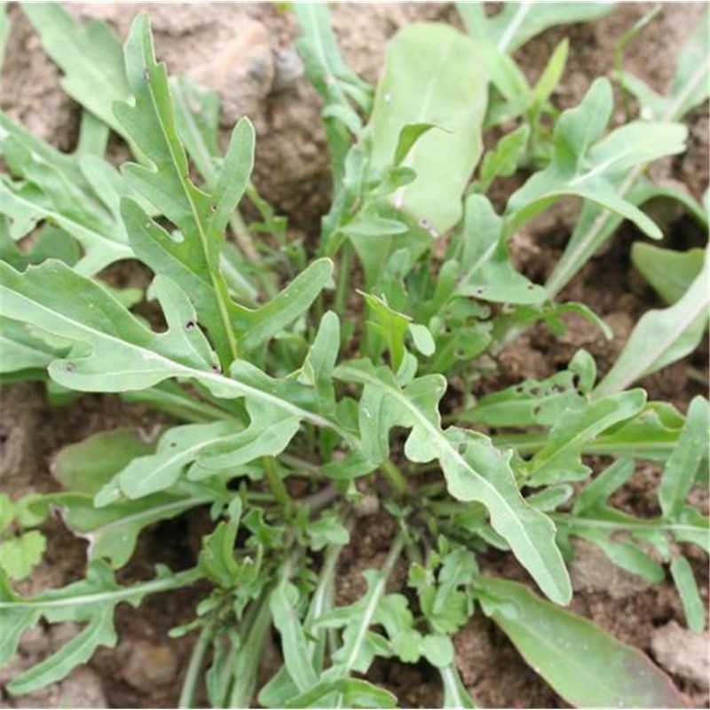 Roquette Cultivée AB