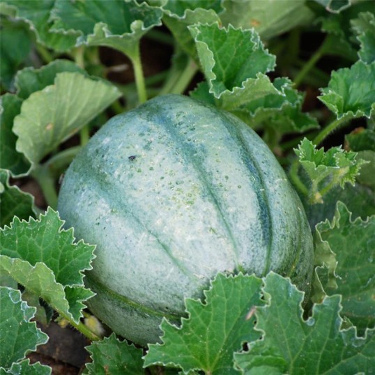 Melon  Ancien Vieille France AB