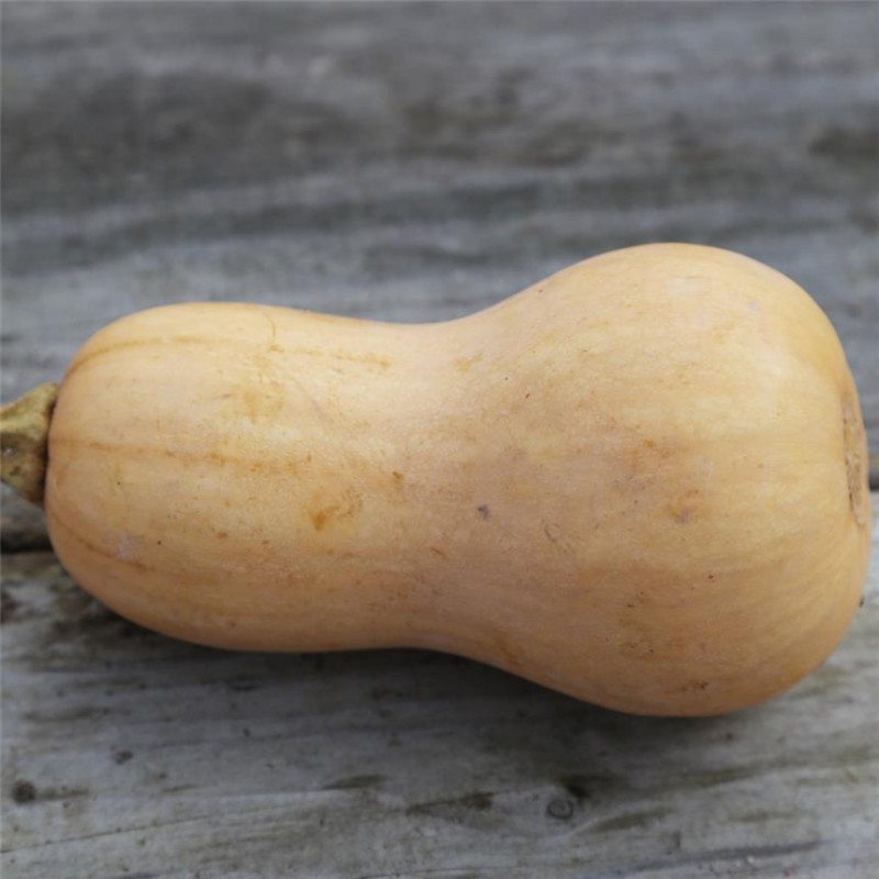 COURGE MUSQUEE BUTTERNUT AB