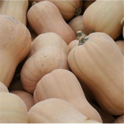 Courge Musquée Butternut AB