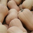 Courge Musquée Butternut AB