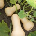 Courge Musquée Butternut AB