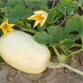 Courge Vegetable Spaghetti AB