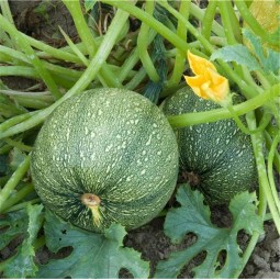 Courgette de Nice à Fruit Rond AB