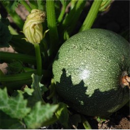 Courgette de Nice à Fruit Rond AB