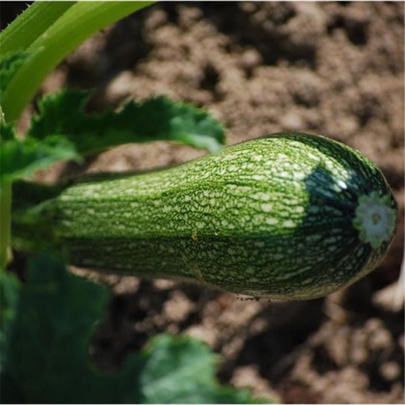 Courgette Greyzini (Grisette de Provence) AB