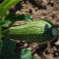 Courgette Greyzini (Grisette de Provence) AB