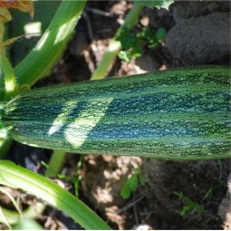 Courgette Greyzini (Grisette de Provence) AB