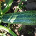 Courgette Greyzini (Grisette de Provence) AB