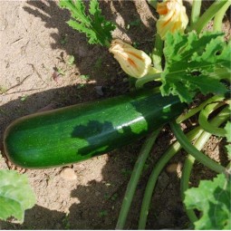 Courgette Verte Non Coureuse des Maraîchers AB