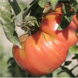 Tomate Beefsteak AB