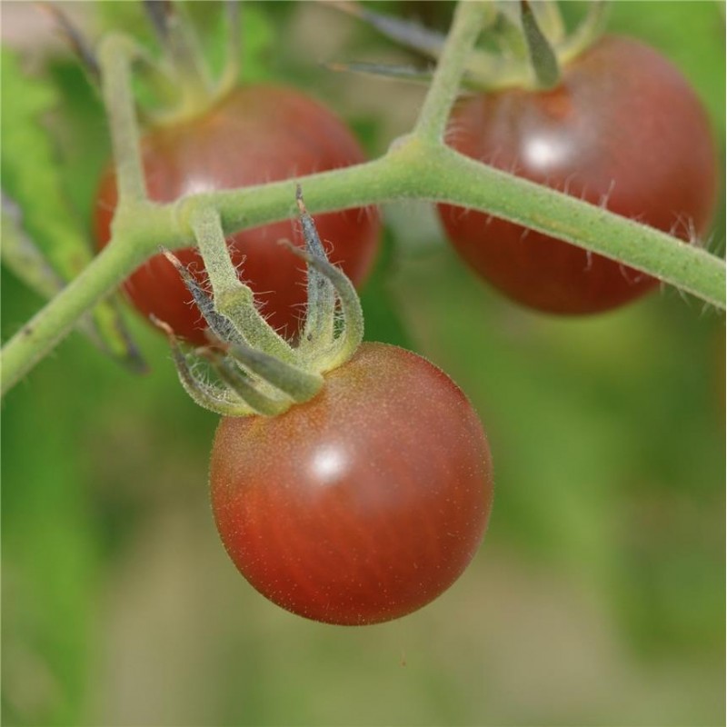 Tomate Black Cherry AB