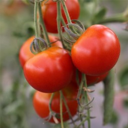 Tomate Cerise AB