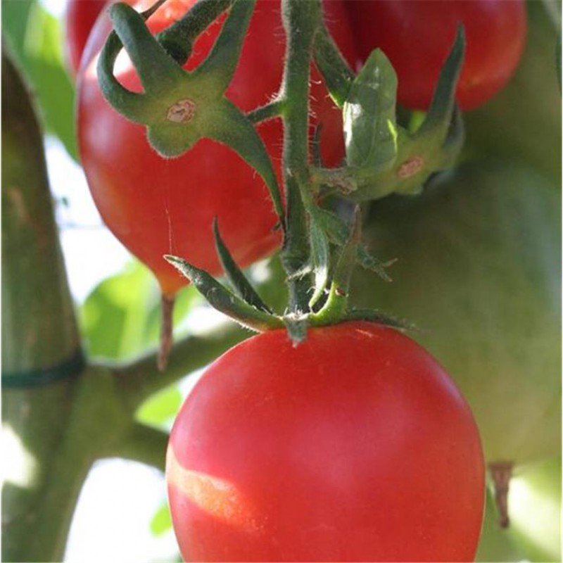 TOMATE Coeur de Boeuf AB