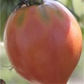 TOMATE Coeur de Boeuf AB