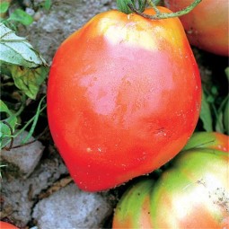 TOMATE Coeur de Boeuf AB