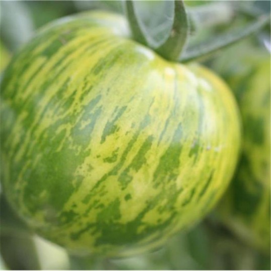 Tomate Green Zebra AB