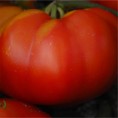 Tomate Marmande AB