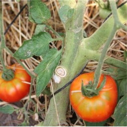 Tomate Marmande AB