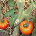 Tomate Marmande AB