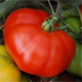 Tomate Marmande AB