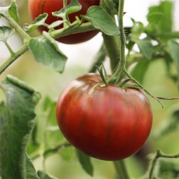 Tomate Noire de Crimée AB