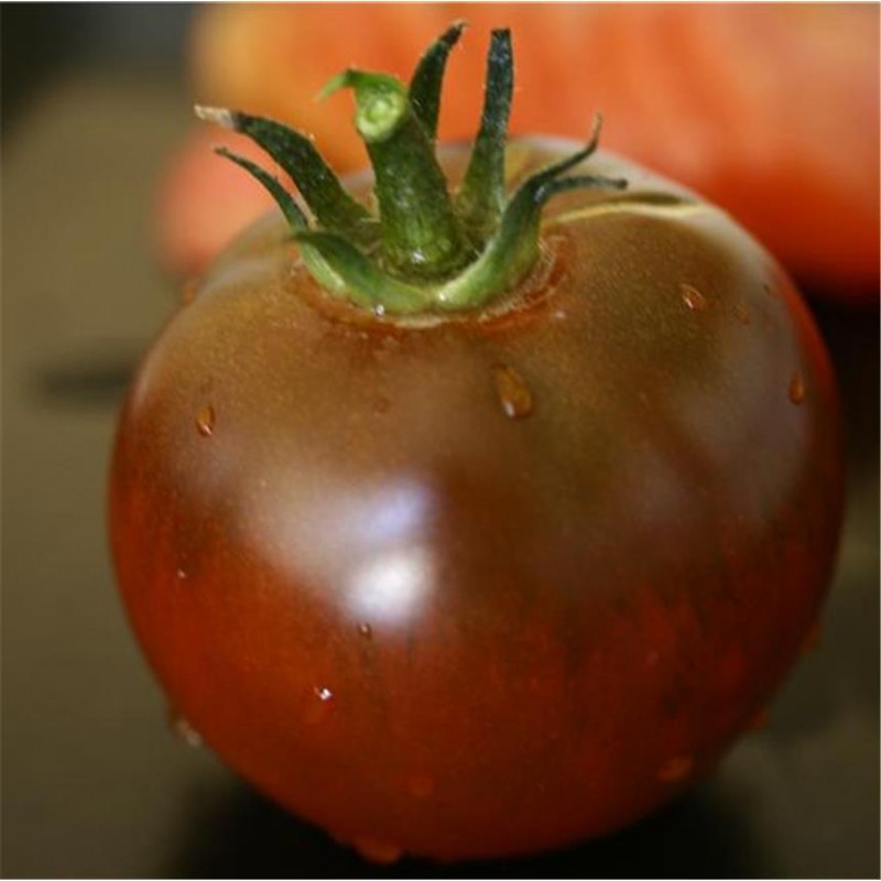 Tomate Noire Russe AB