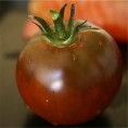 Tomate Noire Russe AB