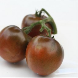Tomate Noire Russe AB