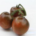 Tomate Noire Russe AB