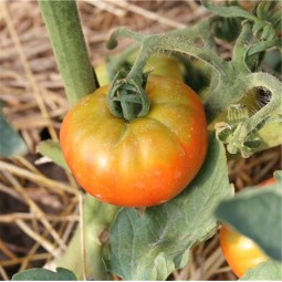 Tomate Petit Coeur de Boeuf AB