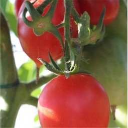 Tomate Petit Coeur de Boeuf AB