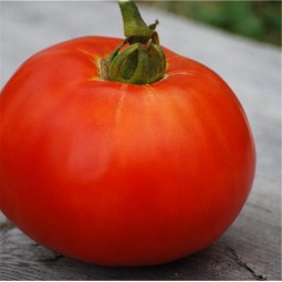 Tomate Reine de Sainte Marthe AB