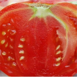 Tomate Reine de Sainte Marthe AB