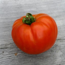 Tomate Reine de Sainte Marthe AB