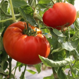 Tomate Russe AB