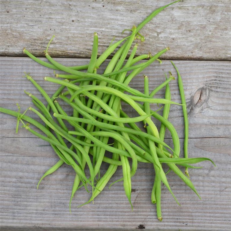 Haricot Nain Aiguillon Filet Mangetout AB Haricot Nain Aiguillon Filet Mangetout AB