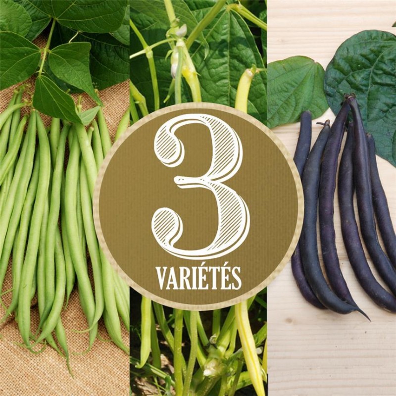 Haricot Nain Cupidon Filet Sans Fil Mangetout AB Haricot Nain Cupidon Filet Sans Fil Mangetout AB