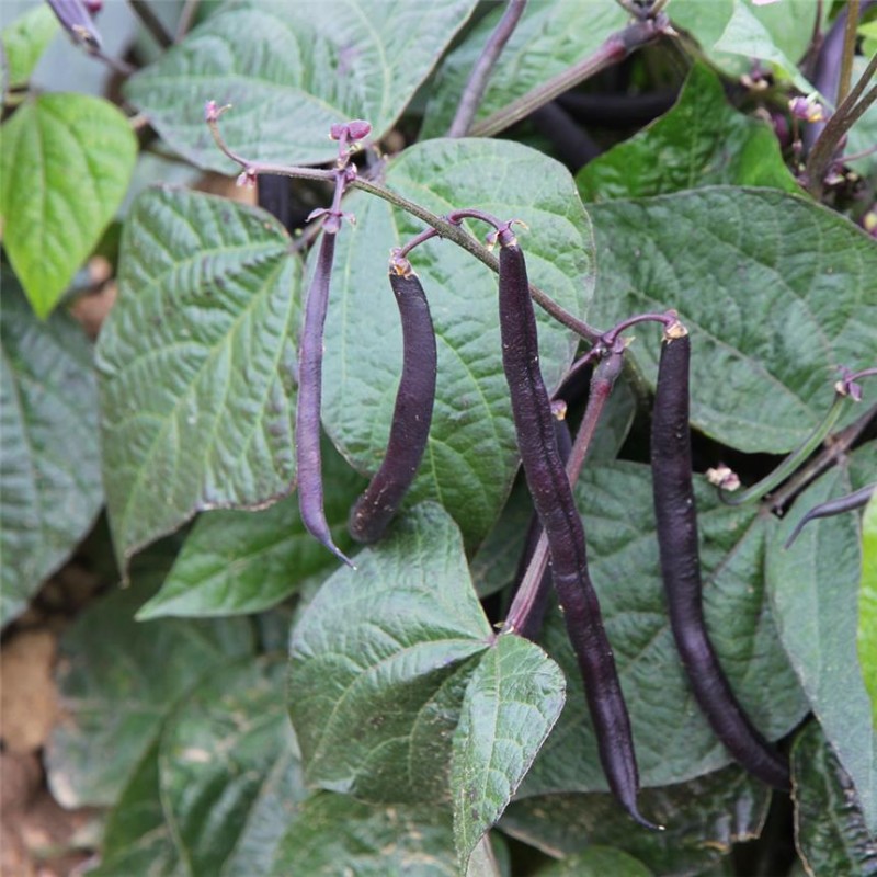 Haricot Nain Purple Queen Filet Sans Fil Mangetout AB Haricot Nain Purple Queen Filet Sans Fil Mangetout AB