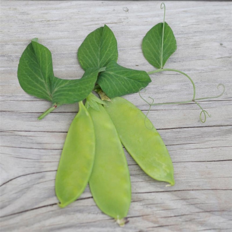 Pois Nain Norli Grain Rond Mangetout AB Pois Nain Norli Grain Rond Mangetout AB