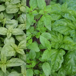 Ruban de Basilics  en mélange Cannelle, Géant Monstrueux, Grand Vert AB