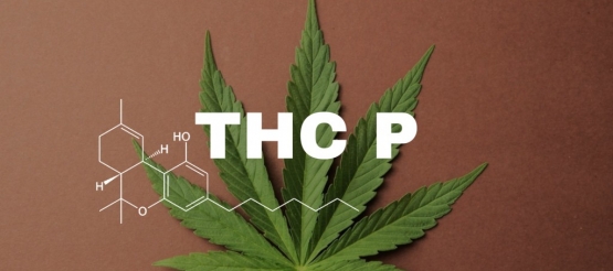 THC-P : Le Cannabinoïde Ultra-Puissant qui Révolutionne l'Univers du Cannabis