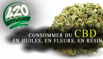 Comment peut-on consommer du CBD 